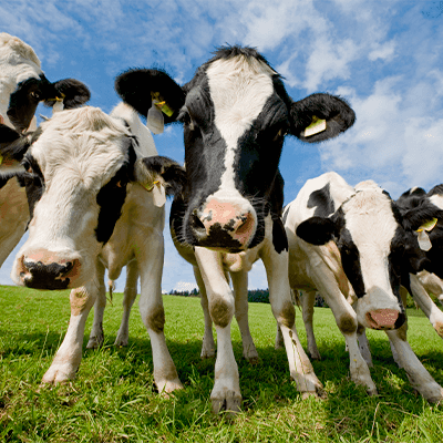 El Rincón de la Leche