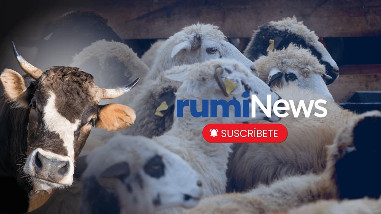 El CANAL técnico del SECTOR de los RUMIANTES