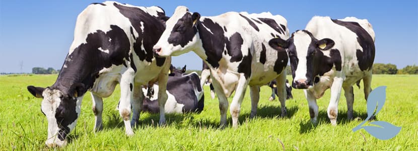 Una panorámica medioambiental de la granja de leche