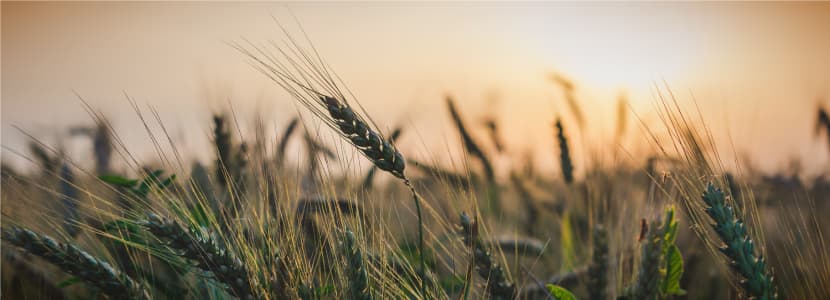 Discover the Commodity Market Forecast for July