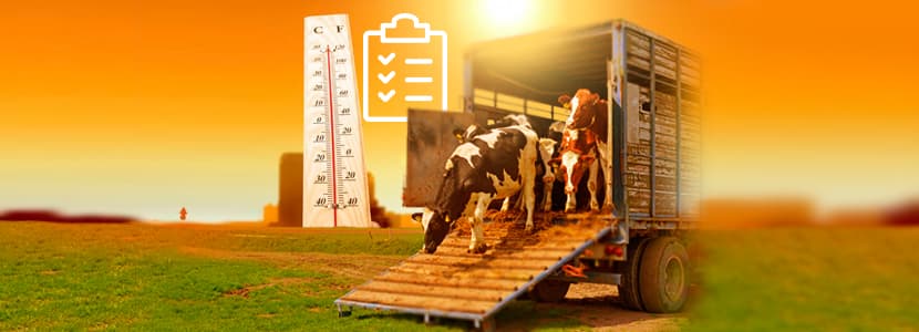 Ten Commandments for Livestock Transport During Heatwaves