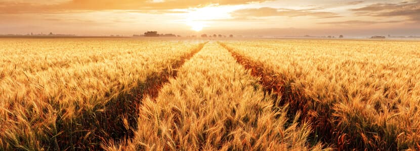 INPULSE potenciará cultivos para reducir la dependencia externa en alimentación animal