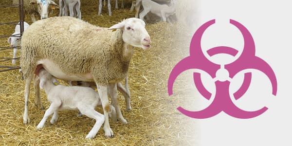 Bioseguridad en parideras y reproducción en pequeños rumiantes