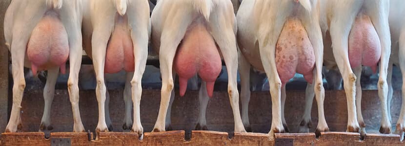 Diagnóstico de mamitis subclínicas en caprino de leche