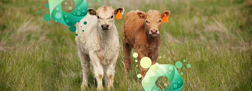 Diarreas en terneros - Fitoquímicos como alternativa a antibióticos