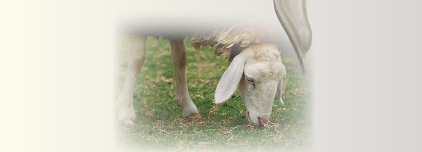 Reproducción y eficiencia productiva en ovino de leche