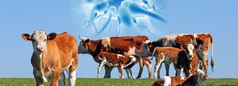 Reproducción y fertilidad en vacuno de carne