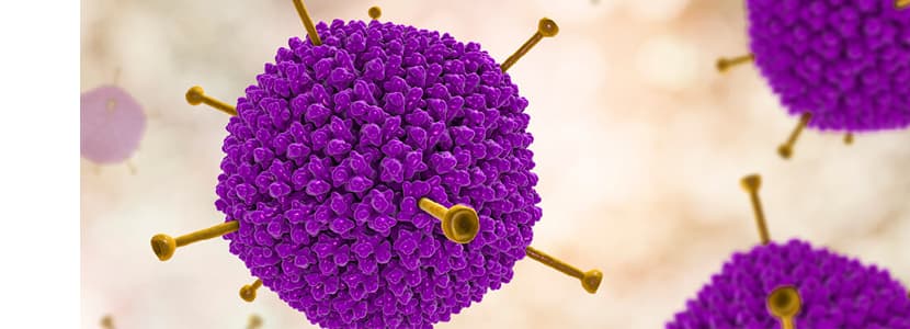 ¿Por dónde se nos cuela BVD? - Importancia del origen de los animales