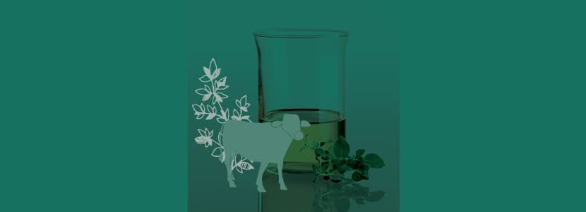 DOSTO ® Orégano: para una cría de terneras segura