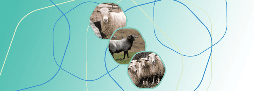 Proyecto Ardi: mejorando la competitividad del ovino lechero del Pirineo