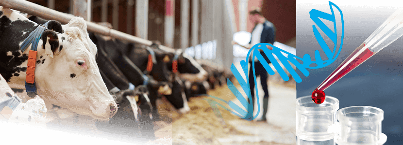 Detección de bacterias productoras de tuberculosis bovina en tejidos mediante PCR directa