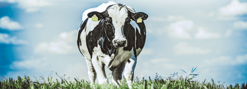 Bioseguridad en el vacuno de leche