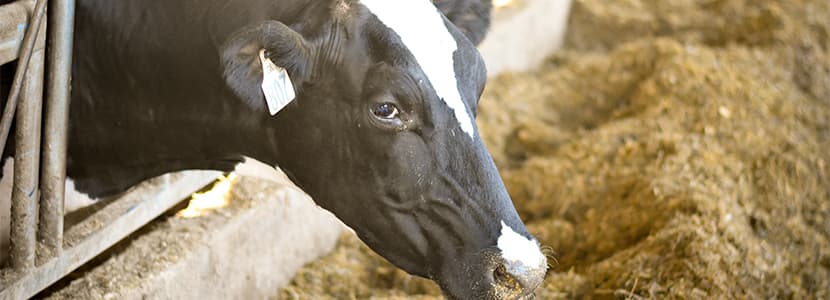 Achieve Better Milk Together - La web de Vetoquinol para dar soluciones a veterinarios y ganaderos de vacuno de leche