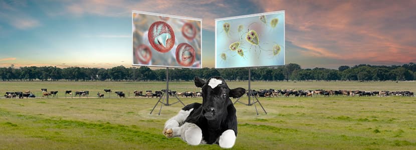 Pequeños parásitos, grandes consecuencias: protozoos intestinales en bovino