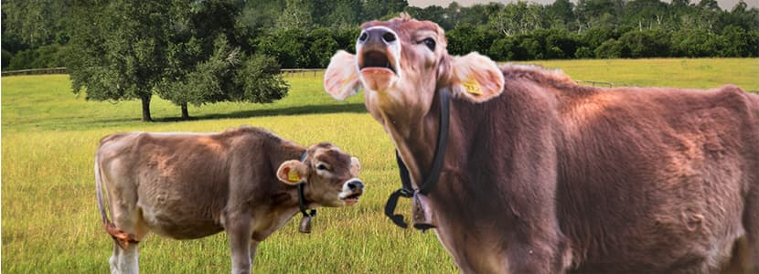 Nuevas normas para limitar el uso de antibióticos en animales en la UE