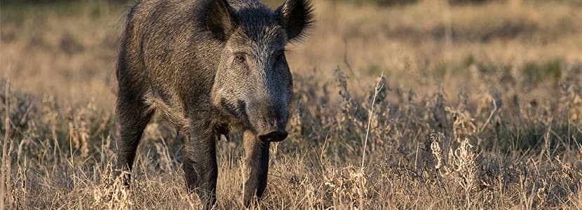 Normativa básica sobre especies cinegéticas en materia de tuberculosis