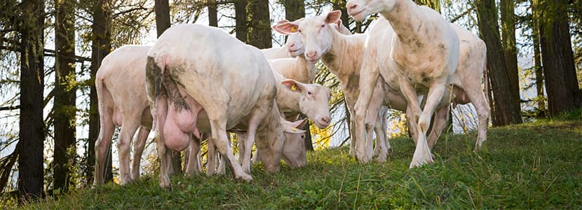 La mastitis en el ganado ovino, profundizando en la patología