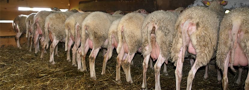 Almacenamiento de carne de vacuno, ovino y caprino en España