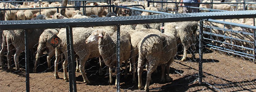 Subastas de ganado ovino de Raza Manchega durante 2019