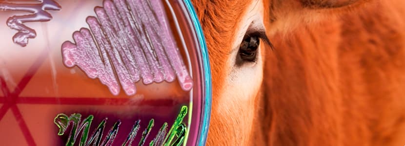 Actinomicosis o "mandíbula de caucho" en el ganado vacuno