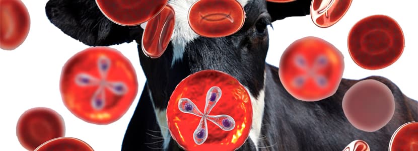 Vacuna contra la babesiosis bovina (Babesia bovis/bigemina)