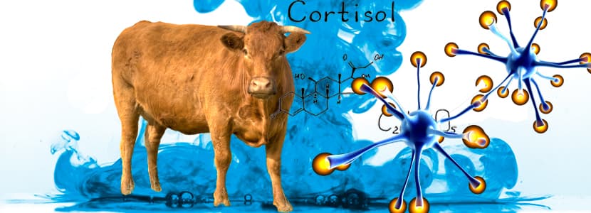 Biomarcadores de estrés en el ganado vacuno de carne