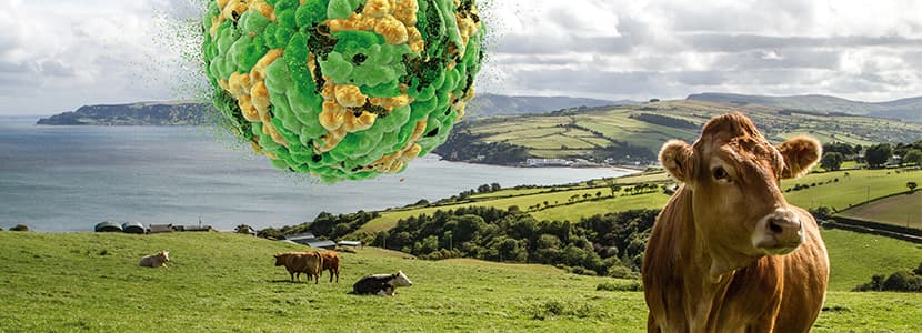 BVD: Control a nivel de granja & Plan de Erradicación en Irlanda