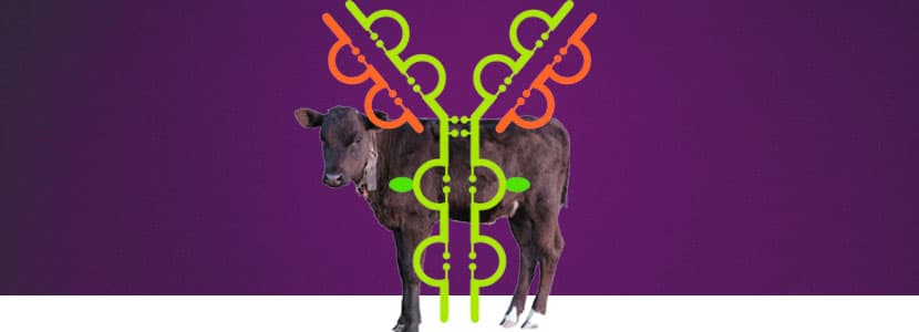 Calostro y fallos en la transferencia de inmunoglobulinas
