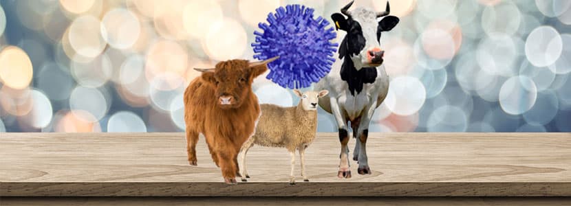 ¿Cómo afectan los coronavirus a la familia Bovidae?