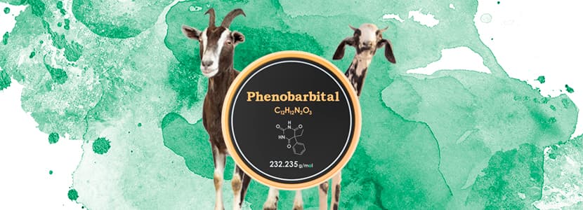 Uso del fenobarbital en el gando caprino y farmacocinética