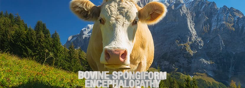 Nuevo foco de Encefalopatía espongiforme bovina en Suiza