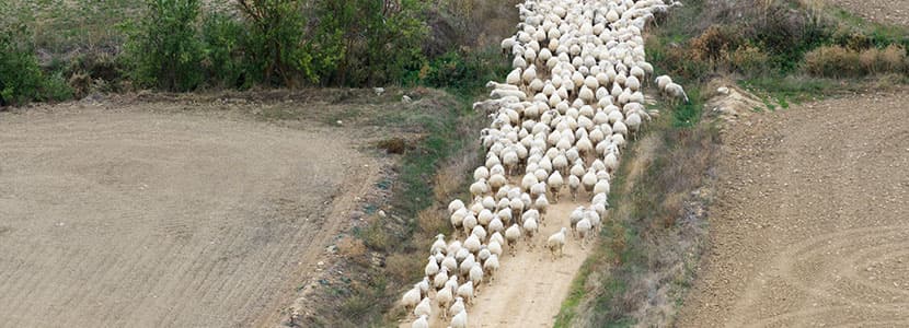 Razas ovinas autóctonas de fomento: la oveja Churra