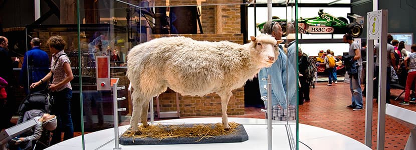 Aniversario del nacimiento de la oveja Dolly, primer mamífero clonado
