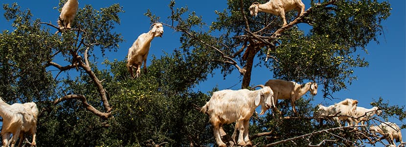 Nuevo foco de Peste de los pequeños rumiantes en Marruecos