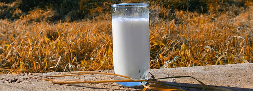 Todo sobre la leche de vaca
