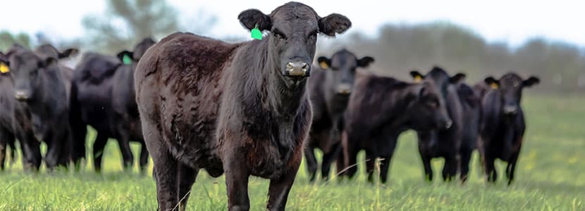 El valor de la recría en la producción de vacuno de leche