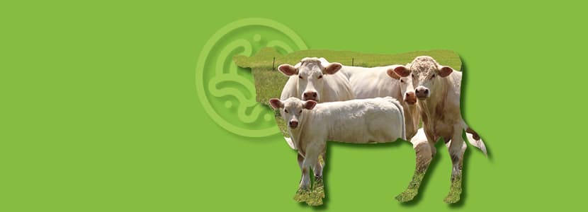 Estrategias nutricionales para reducir el uso de antibióticos en la cría de ganado vacuno