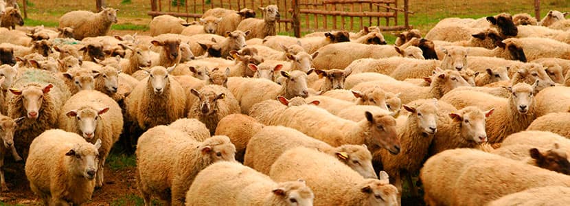 Situación de la agalaxia contagiosa en Castilla y León