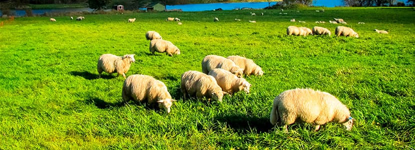 Aumento del número de animales de la raza ovina Assaf