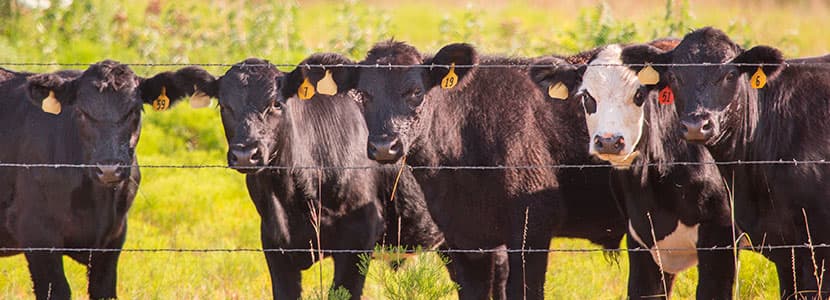 El sector del Vacuno de Carne de España y Portugal estrechan relaciones comerciales