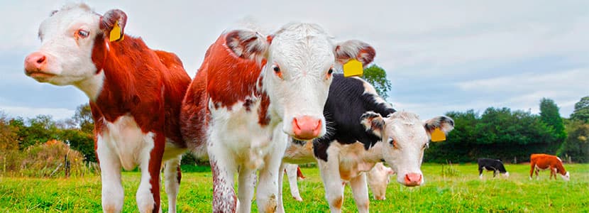 Coccidiosis en terneras de producción lechera