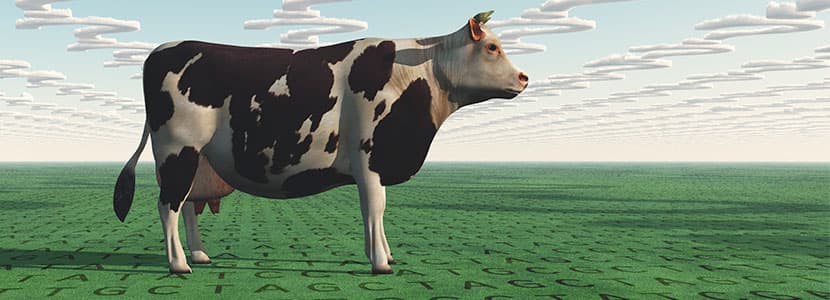 ¿Cómo mejorar la genética del ganado vacuno lechero?