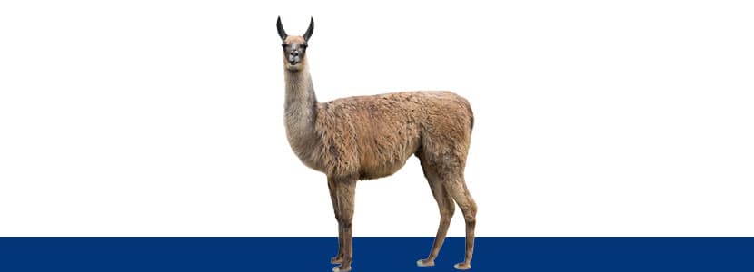 Anticuerpos de llama pueden ser útiles contra el COVID19