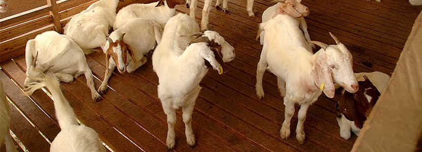Descenso de los precios del lechazo y del cabrito en la Lonja