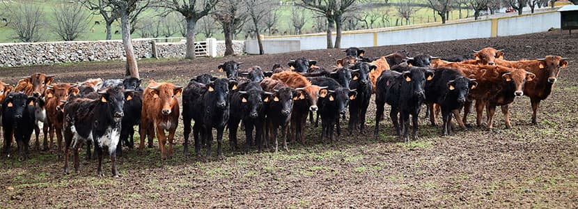 Aplicación del Real Decreto de estado de Alarma en el sector ganadero
