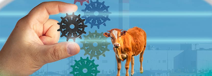 Optibovis, optimizar la producción de vacas nodrizas
