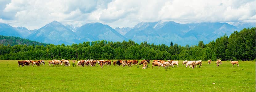Proyecto Super-G para la sostenibilidad de los pastizales europeos