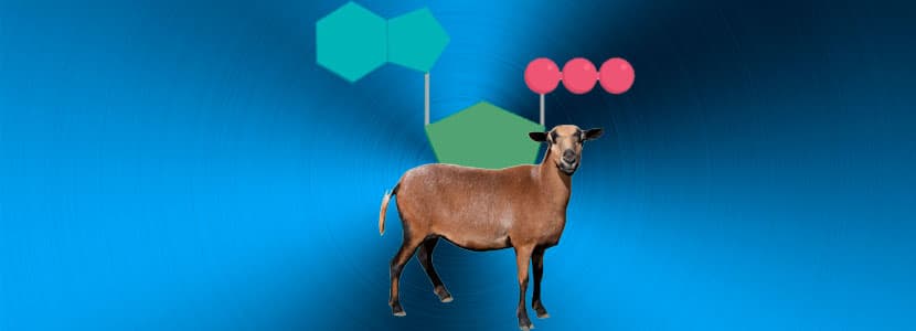 Toxemia de la gestación en el ganado caprino y biomarcadores cardíacos