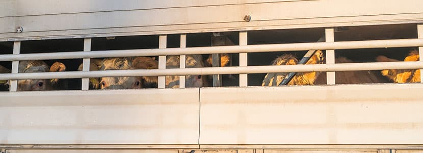 Estado de Alarma - Tiempos de descanso en transporte de ganado eliminados