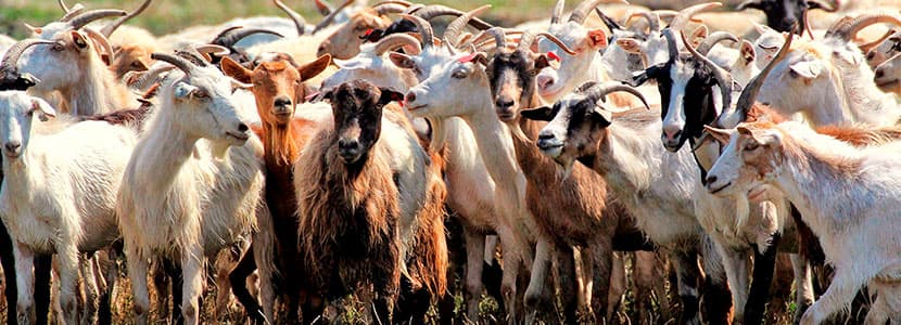Situación de la tuberculosis caprina en Extremadura